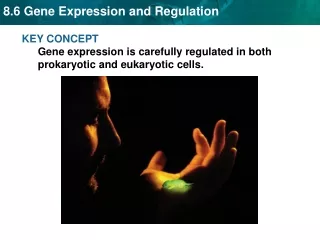 KEY CONCEPT  Gene expression is carefully regulated in both prokaryotic and eukaryotic cells.