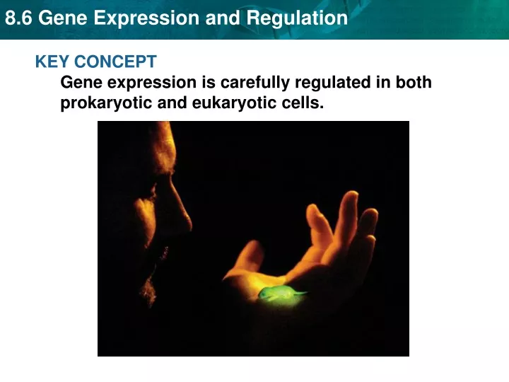 key concept gene expression is carefully