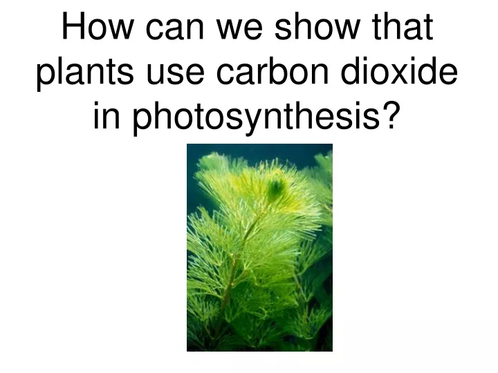 how can we show that plants use carbon dioxide in photosynthesis