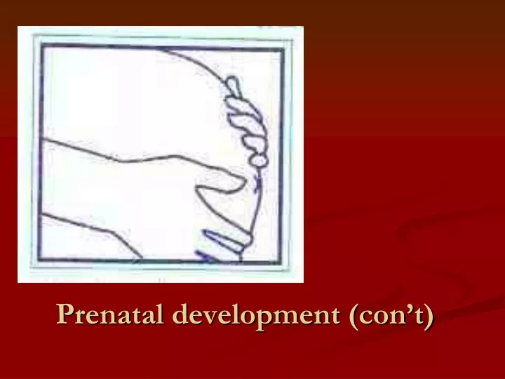 prenatal development con t