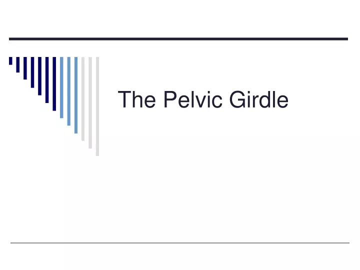the pelvic girdle