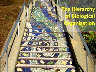 The Hierarchy of Biological Organization