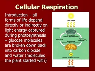 Cellular Respiration