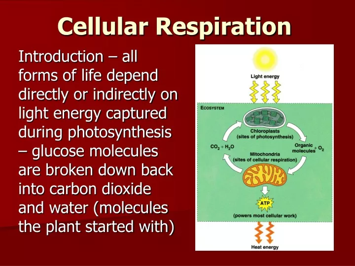 cellular respiration