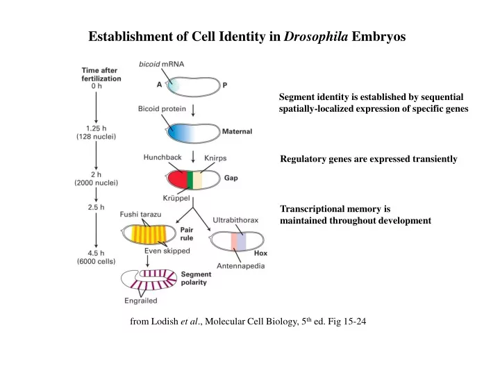 establishment of cell identity in drosophila