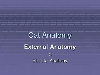 Cat Anatomy