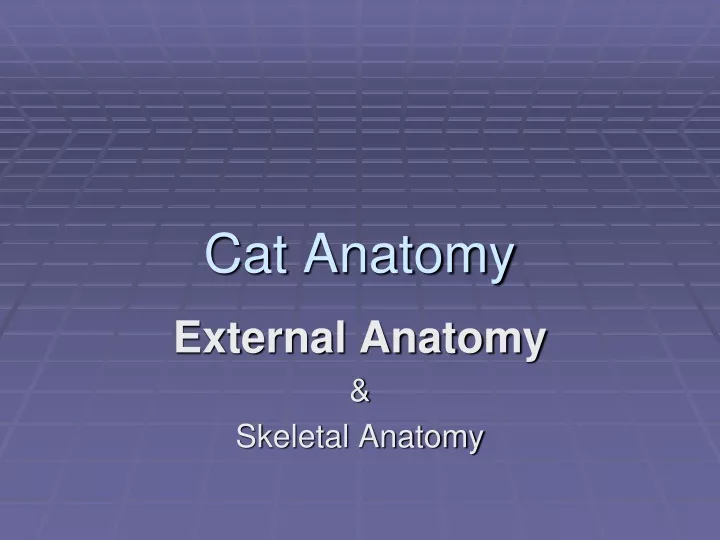 cat anatomy