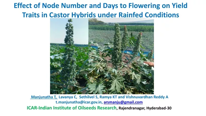 effect of node number and days to flowering