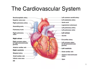 The Cardiovascular System