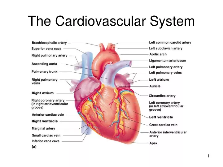 the cardiovascular system