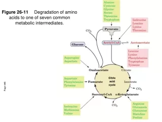 Figure 26-11 	Degradation of amino acids to one of seven common metabolic intermediates.