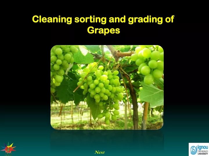 cleaning sorting and grading of grapes