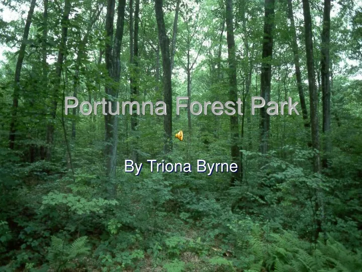 portumna forest park