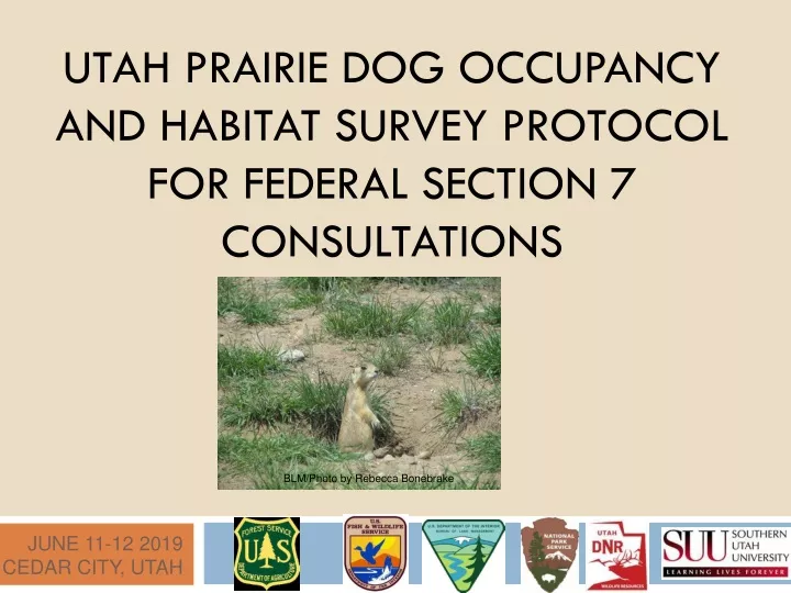 utah prairie dog occupancy and habitat survey