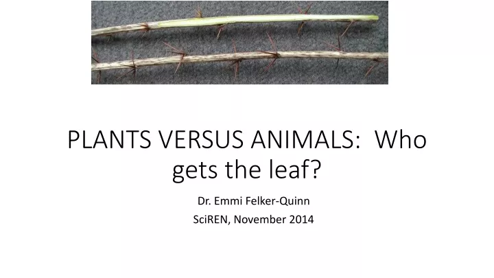 plants versus animals who gets the leaf