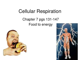 Cellular Respiration