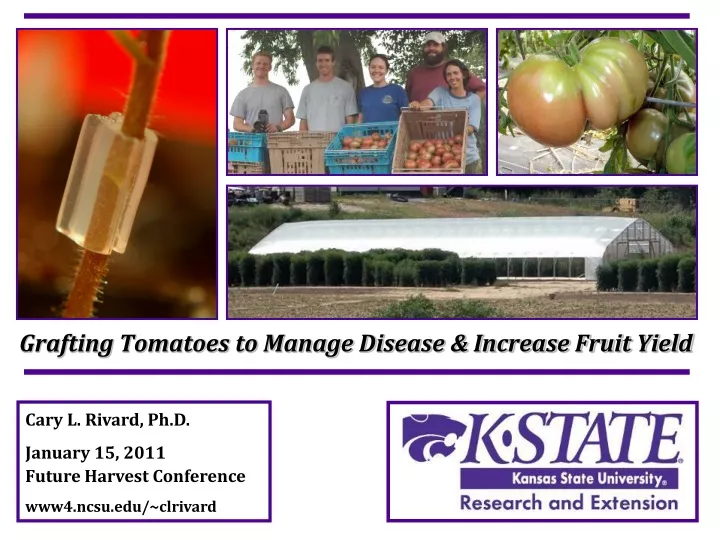 grafting tomatoes to manage disease increase fruit yield
