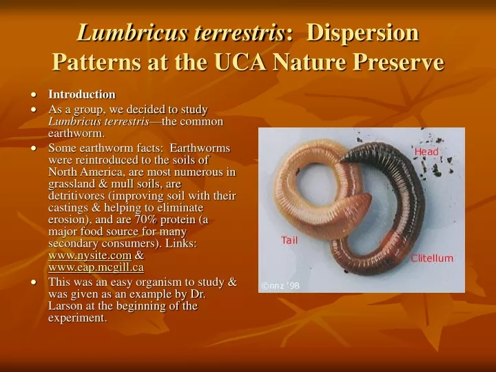 lumbricus terrestris dispersion patterns at the uca nature preserve