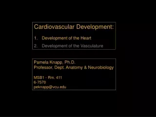 Cardiovascular Development: Development of the Heart Development of the Vasculature