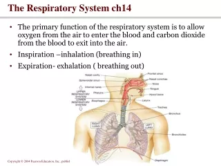 The Respiratory System ch14
