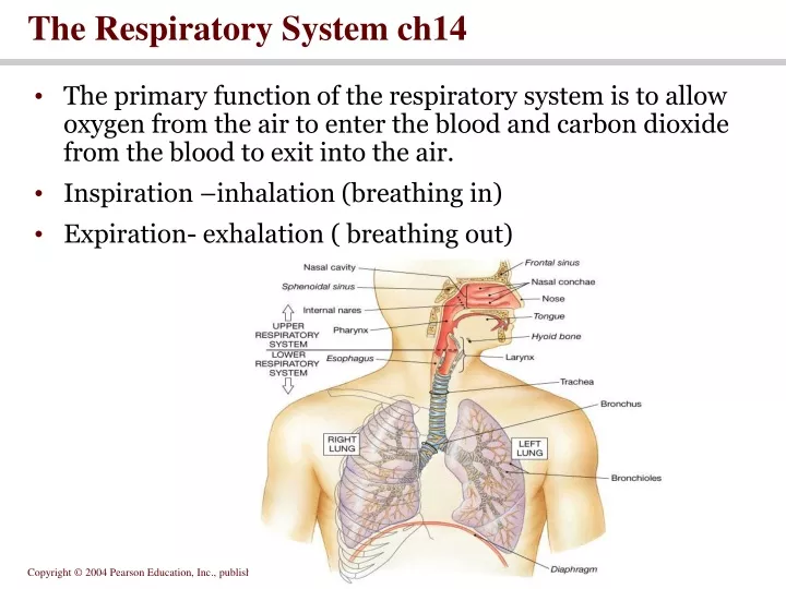 the respiratory system ch14