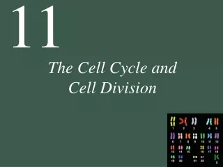 The Cell Cycle and  Cell Division