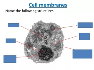 Cell membranes