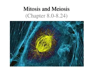 Mitosis and Meiosis (Chapter 8.0-8.24)