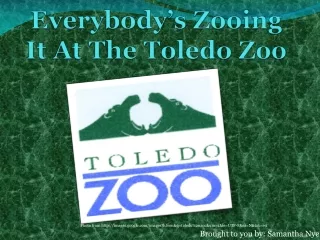 Everybody’s  Zooing  It At The Toledo Zoo