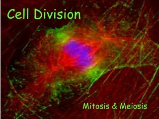 Cell Division