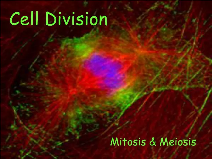 cell division