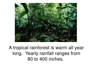 A tropical rainforest is warm all year long.  Yearly rainfall ranges from 80 to 400 inches.