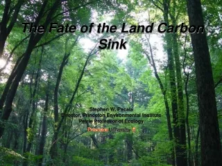 The Fate of the Land Carbon Sink