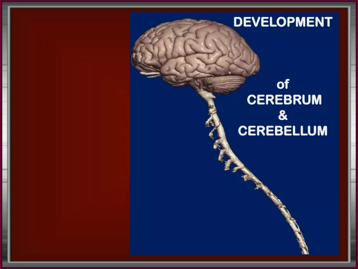development of cerebrum cerebellum