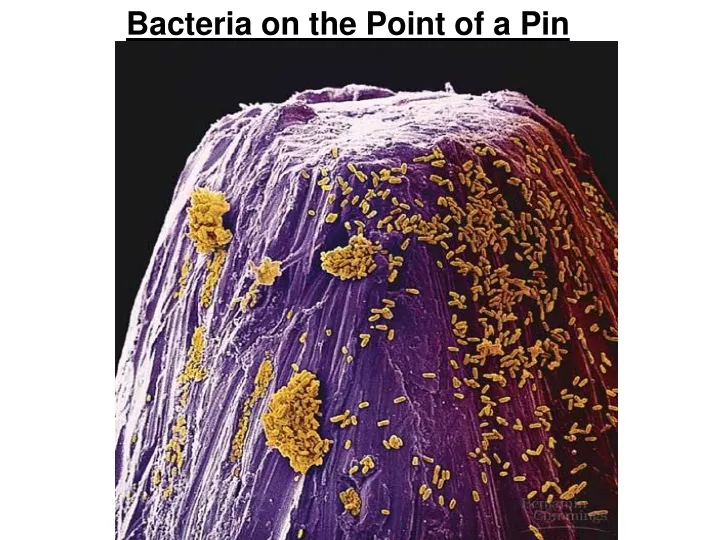 bacteria on the point of a pin
