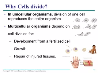 Why Cells divide?