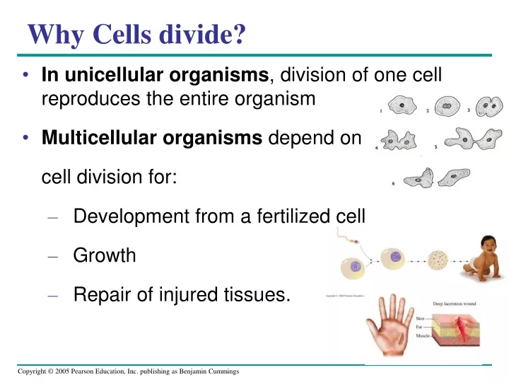 why cells divide