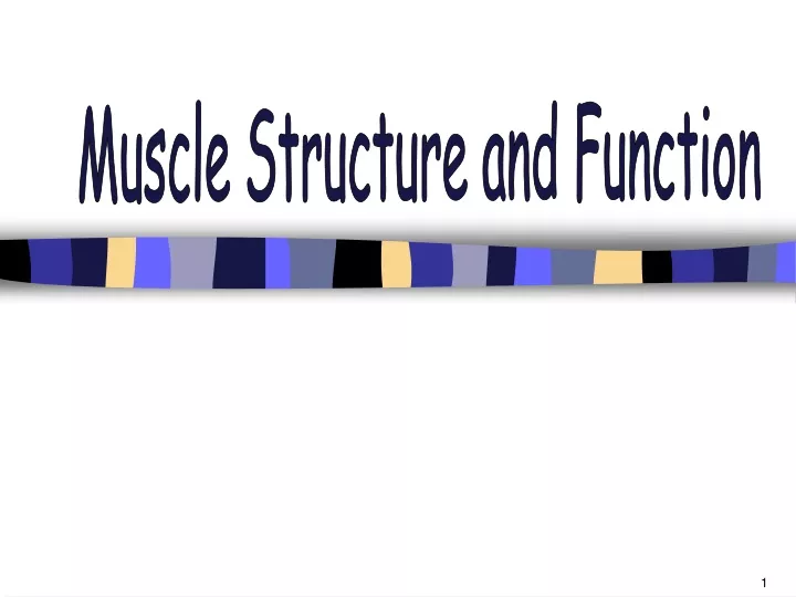 muscle structure and function