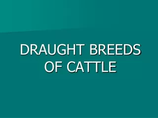 DRAUGHT BREEDS OF CATTLE