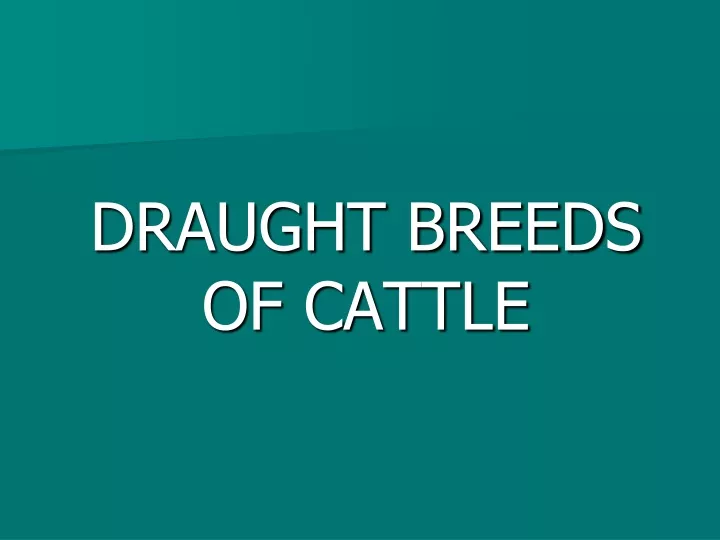 draught breeds of cattle