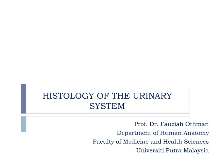 histology of the urinary system
