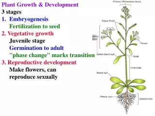 Plant Growth &amp; Development 3 stages Embryogenesis Fertilization to seed 2. Vegetative growth