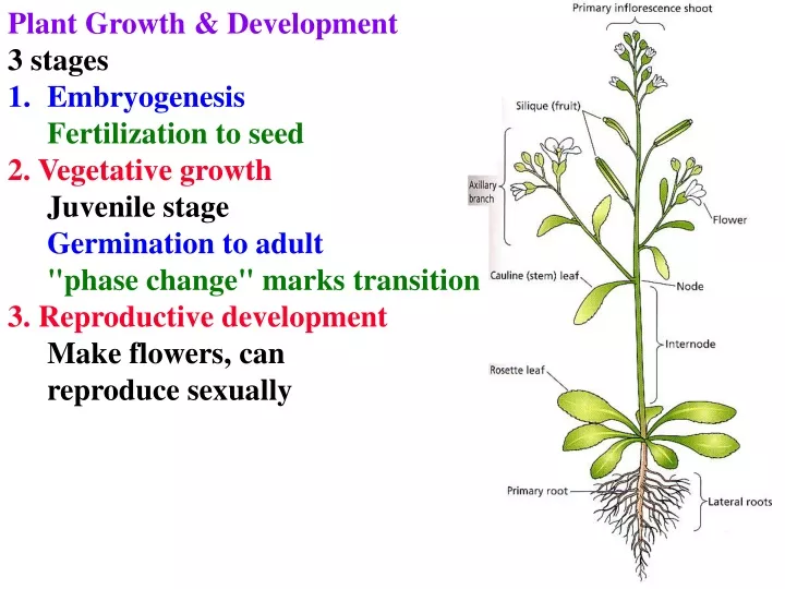 plant growth development 3 stages embryogenesis