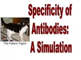 Specificity of  Antibodies:  A Simulation