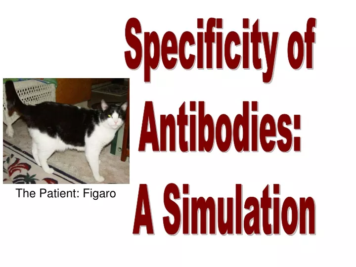 specificity of antibodies a simulation