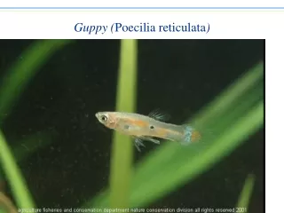 Guppy ( Poecilia reticulata )