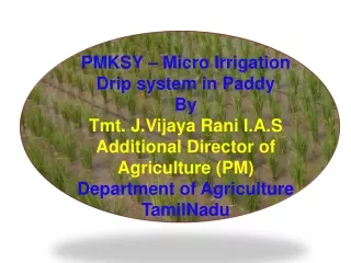 PMKSY – Micro Irrigation  Drip system in Paddy By