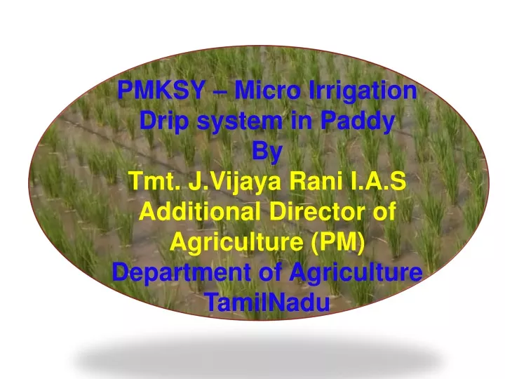 pmksy micro irrigation drip system in paddy