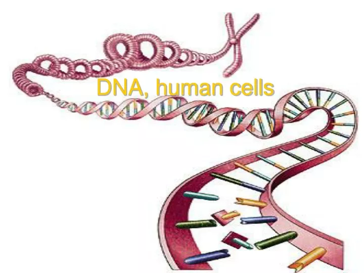 dna human cells