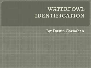 WATERFOWL IDENTIFICATION